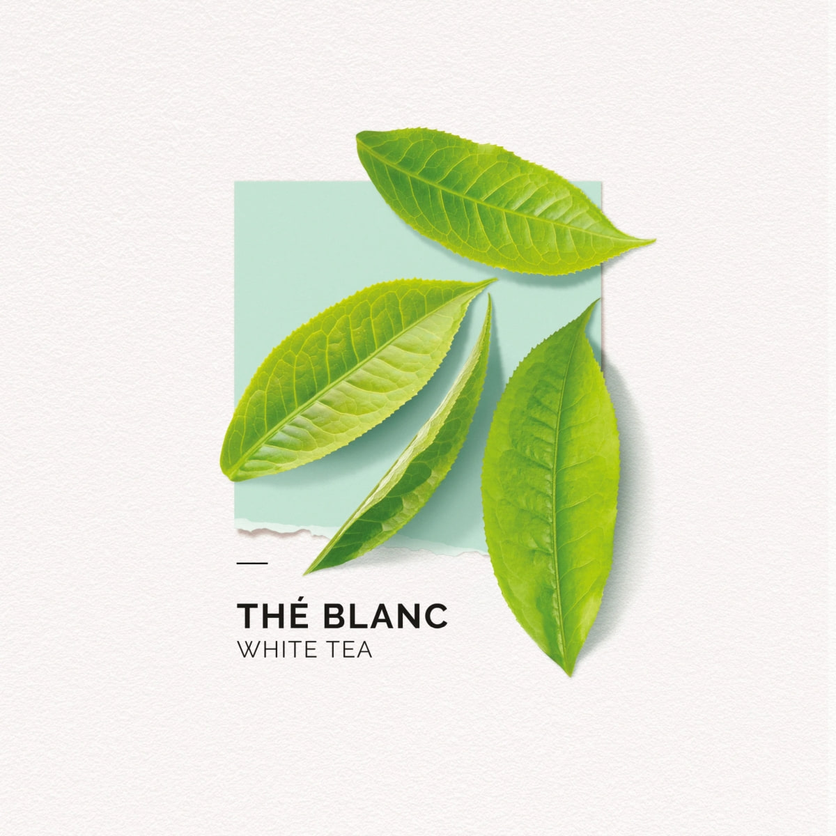 Eau de Parfum Thé Blanc