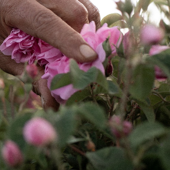  Édition Limitée Huile de Soin à la Rose