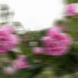 Limited Edition Lipstick - 02 Mandevilla