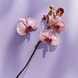 Duschgel Waterlily & Oil