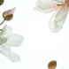 Latte Capelli Shampoo pH-Balance