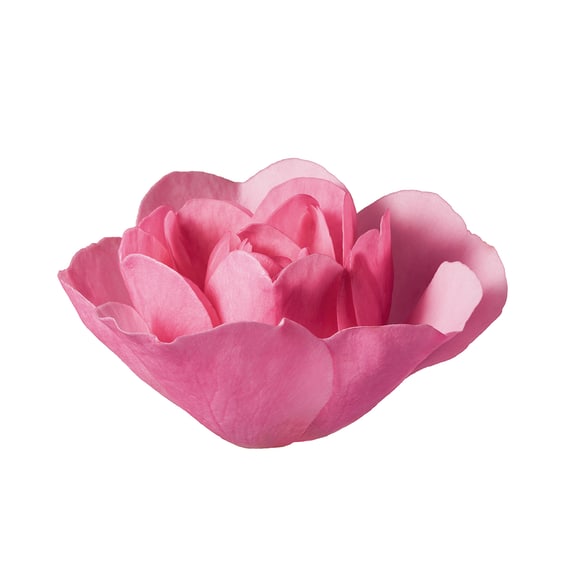Rose Finishing Oil