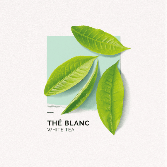 Clean Beauty Hand Cream Thé Blanc