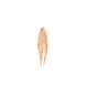 Concealer Perfect Under Eye - Light