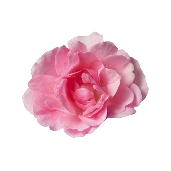 Rose Finishing Oil