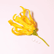 My Way Eau de Parfum Ylang