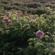 Edizione Limitata Balsamo Corpo alla Rosa