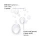 Pfingstrose Bio Serum