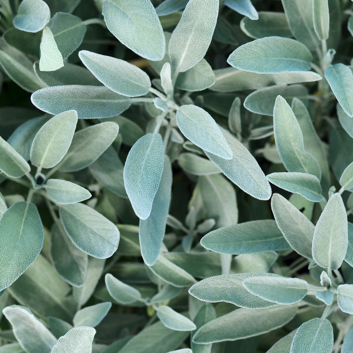 Rausch • Silberglanz-Shampoo mit Salbei • haar-shop.ch