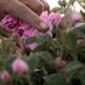 Edizione Limitata Olio Trattante alla Rosa