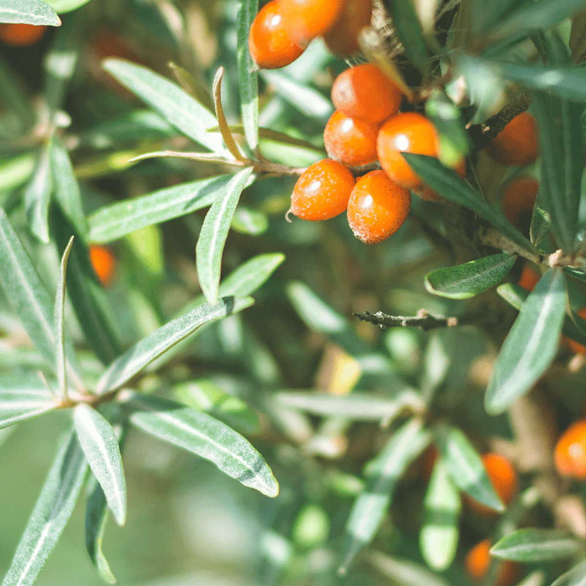 Rausch • Styling Mousse Strong Aerosol •