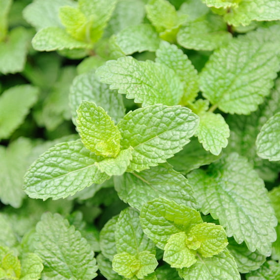 Coffret Cadeau Menthe