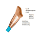 Tantour & Applicator Brush