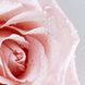 Fleur de Rose Soin de Jour
