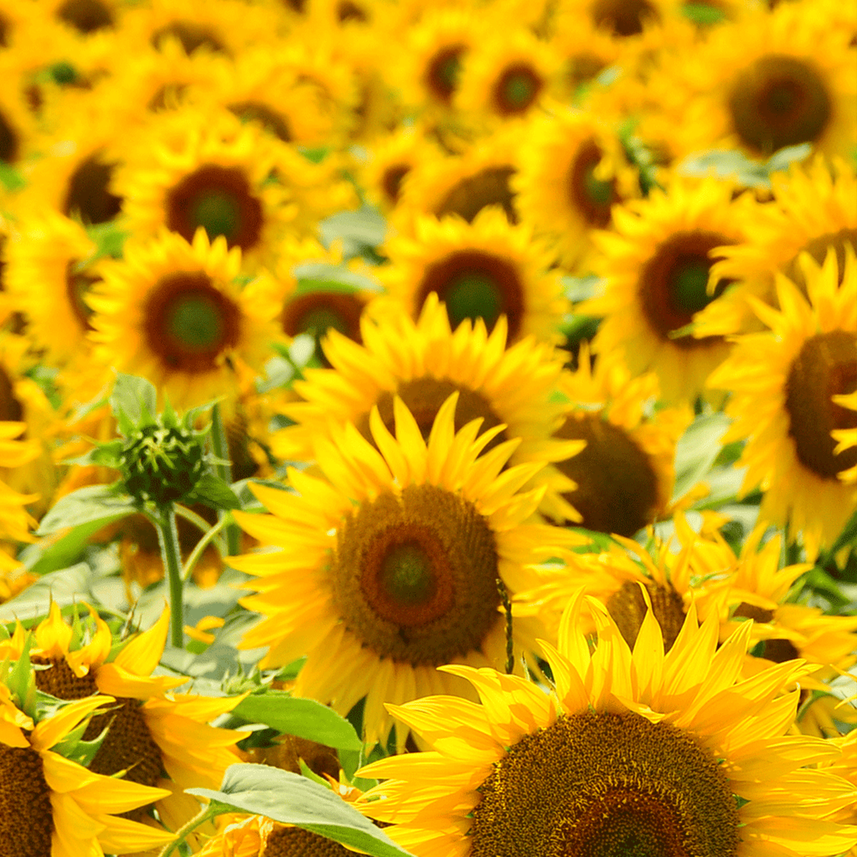 Rausch • Styling Mousse Flexible NonAerosol •