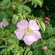 Shampoo Colorprotettivo alla Rosa Selvatica