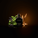 Eau de Parfum