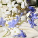 Blue Jasmine Eau de Parfum