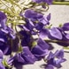 Violet Eau de Toilette