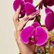 Orchid Canopy
