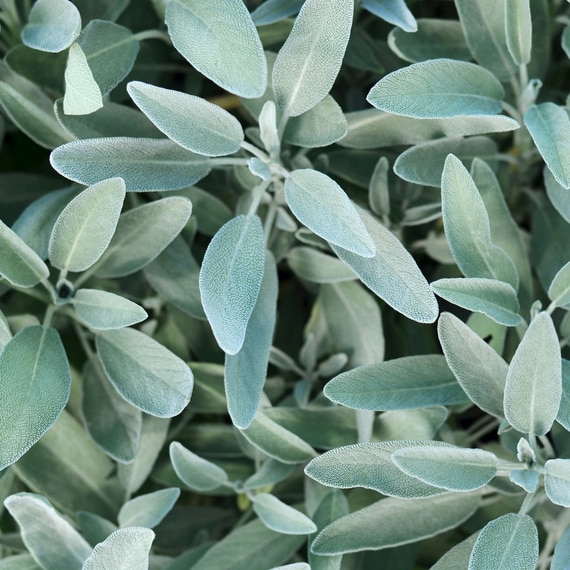 Silver-Shine Scalp Tonic with Sage