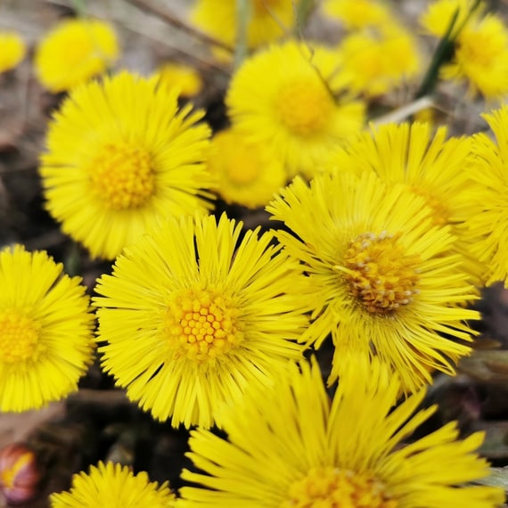 Anti-Dandruff Conditioner with Coltsfoot